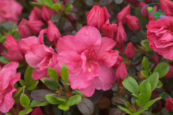 Azalia japońska Rokoko